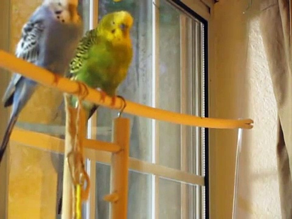 Parakeet Chatter