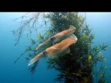 龍洞灣的軟絲產房 ( The artifical nest built for Bigfin reef squid)