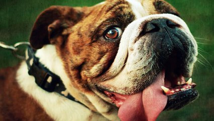 RAZAS CANINAS Y SUS ENFERMEDADES 1 // PAA