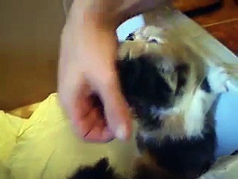 mascopersa gatos persas americanos