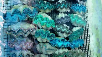 Super Ultra Tahitian Maxima Clams