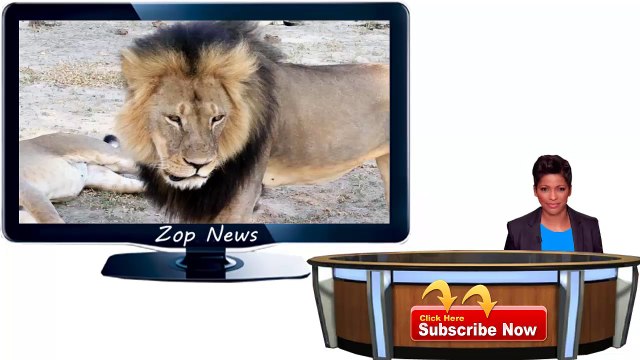 Zimbabwe alleges 2nd American Illegally Hunted Lion