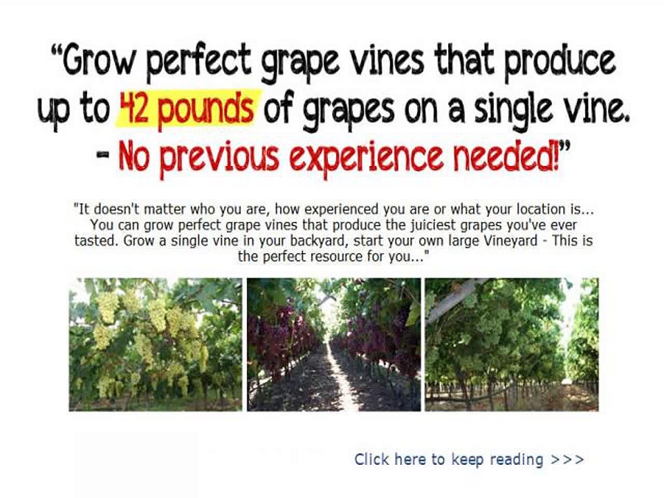 Grow Grapes, Make Wine