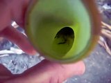 Insects inside the pitcher of carnivorous plant - Nepenthes