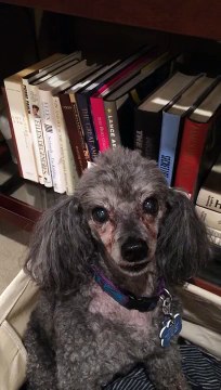 angry poodle dog, mad dog, bad dog, evil dog, devil dog, poddessed dog, all teeth no bight