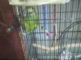 Bodhi the Blue Fronted Amazon Parrot