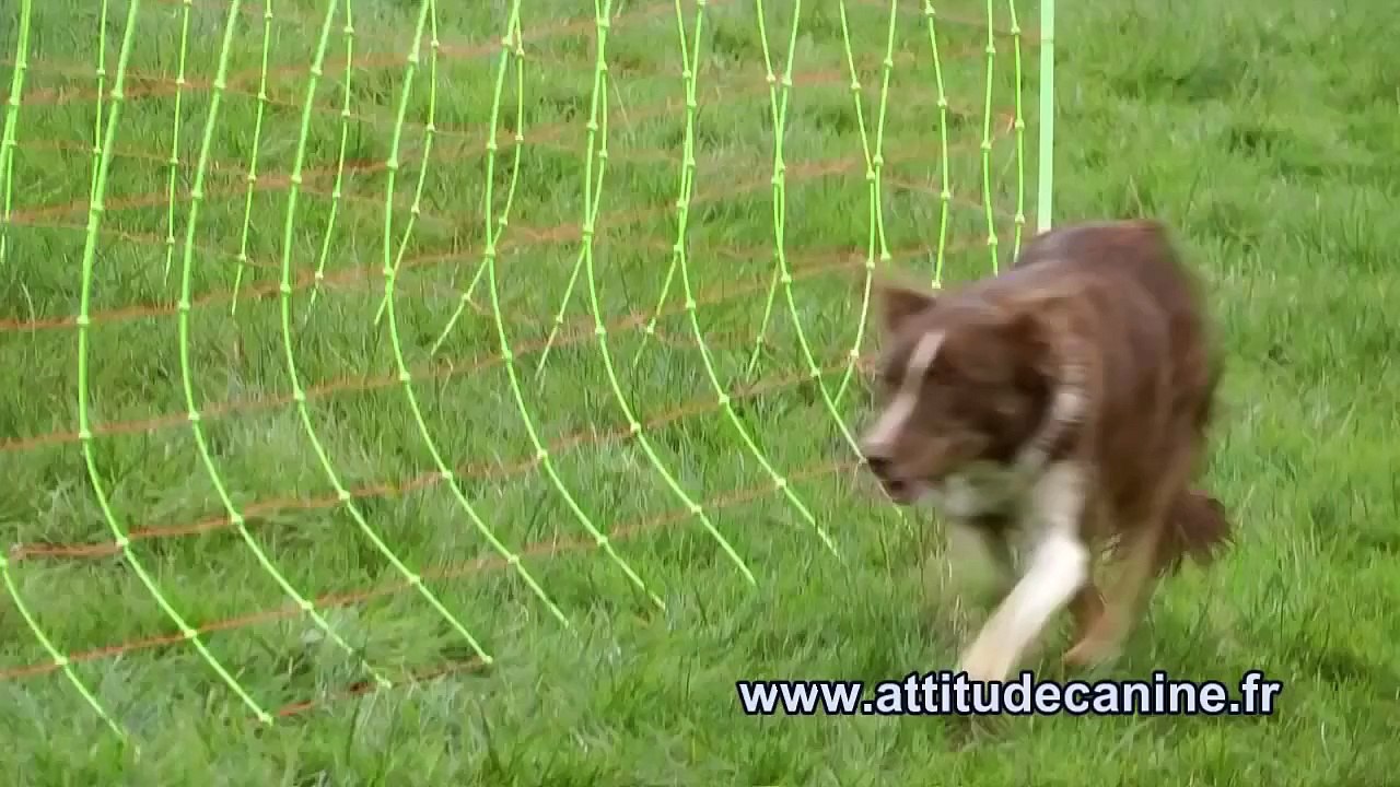 Dressage d'un chien de troupeau - Working sheepdog