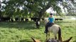 Riding our Gaited Horses in Brenham, Texas