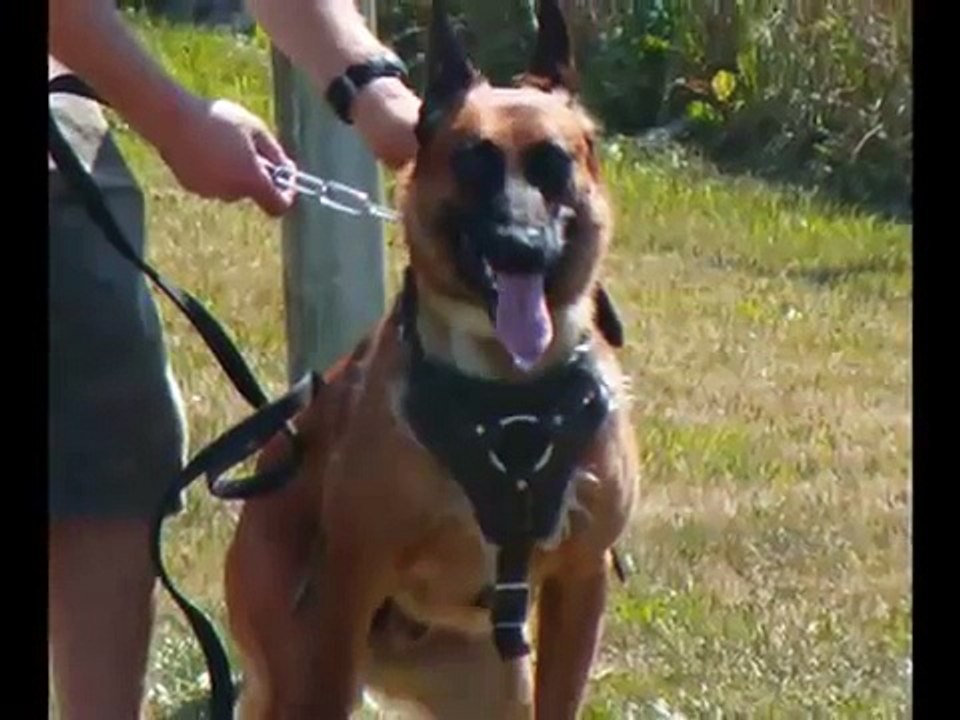 Belgian Malinois Kriger doing bite work