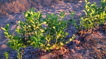 Planting & Spacing Blueberries - Growing Giant Blueberries from DiMeo Fruit Farms & Garden Center