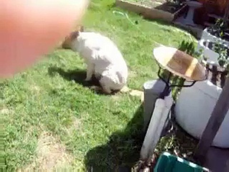 dogs itchy butt dance