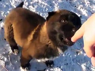 МОНГОЛ МАЛЧНЫ ХОТОН ДАХЬ ГӨЛӨГ №3