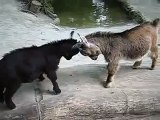 Two small goats fighting