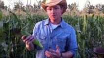 How to shuck corn quickly and easily