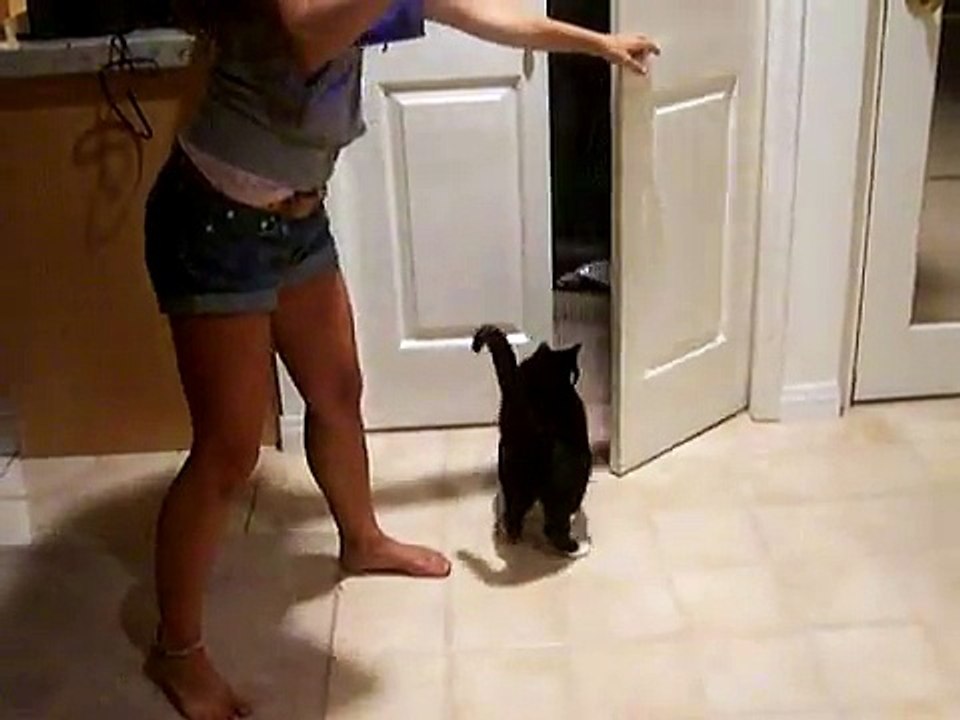 cat chasing a moth