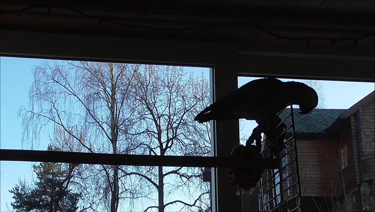 African Grey parrot does Mockingjay whistle! And much more