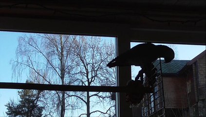 African Grey parrot does Mockingjay whistle! And much more