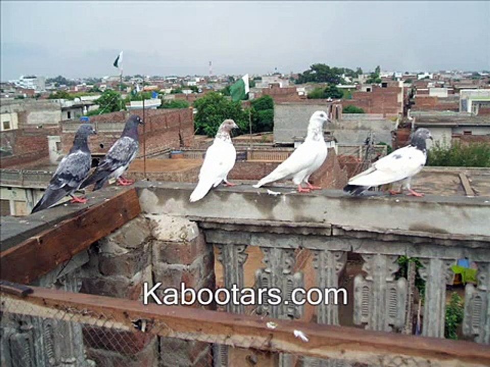 high flyer Pakistani tipplers kabootars pigeons kabootar