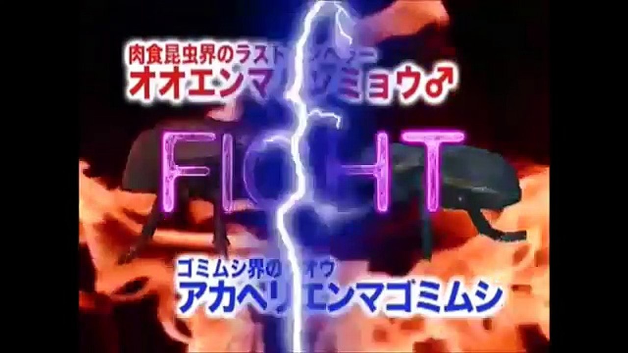 Stag beetle (Odontolabis stevensii) vs Stag beetle (lucanus cervus)