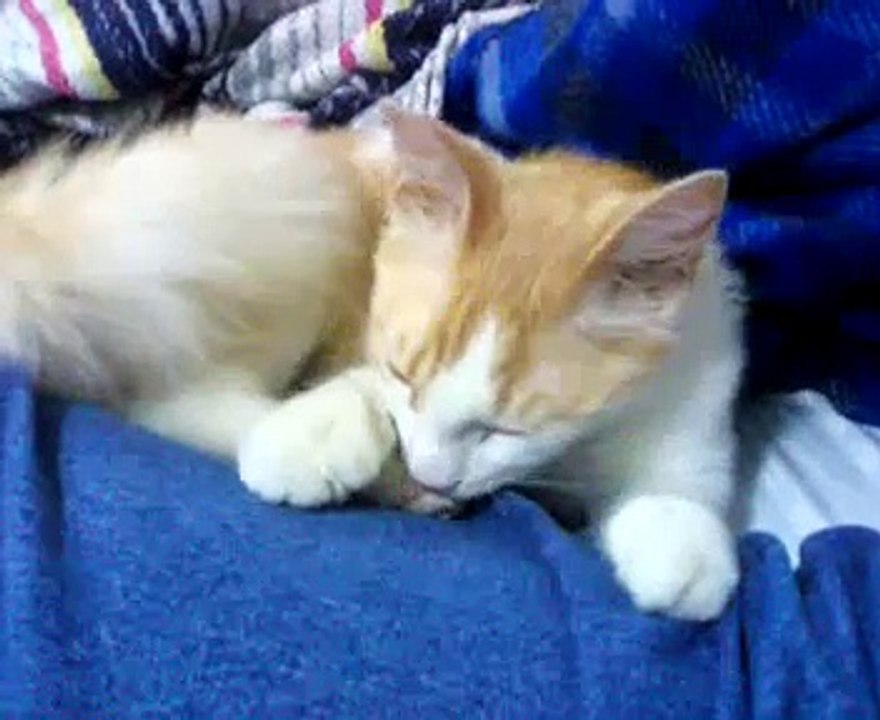 gatos divertidos gatito chupa dedos