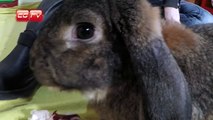 CGTV - Nasce una rubrica sui piccoli amici conigli Mondo Carota,