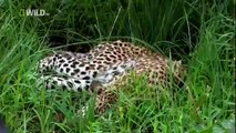 LEOPARD QUEEN FILMS  National Geographic