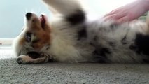 Maggie Mae, the Australian Shepherd Puppy, back play time (8 weeks old)