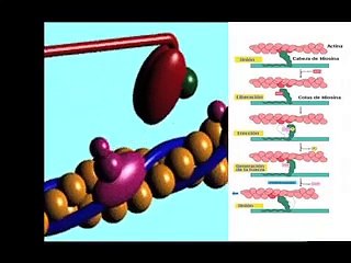 Contracción muscular en Español
