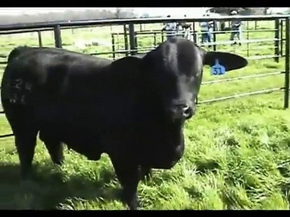 Juan Debernardi SRL - Elegido (video 2) - Brangus Negro Importado