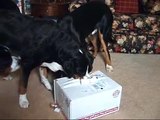 Greater Swiss Mountain Dogs - Juno Finds the Dog Bones