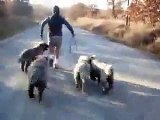 Caucasian Ovcharka Puppy Boot Camp