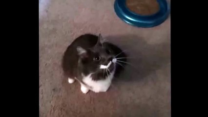 Hamilton the Hipster Cat Dance Compilation - Mustache Cat Dance Mix