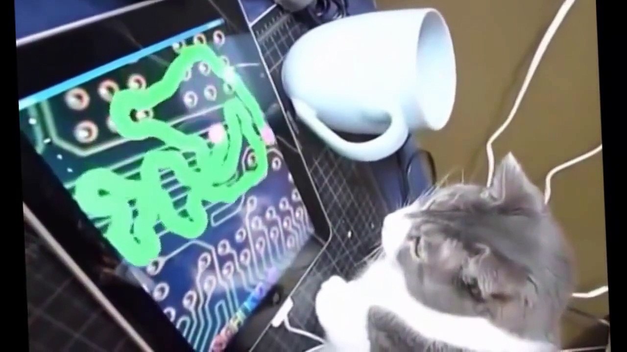 Funny Videos   Funny Cats   Funny Pranks   Funny Animals Videos   Funny Dogs 2015