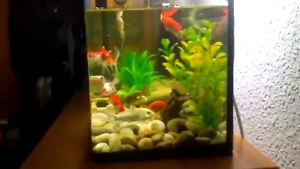 Mi pecera de agua fria de 40 litros.