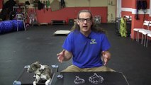 Intro to prong collars How to Dog Training Solid K9 Training