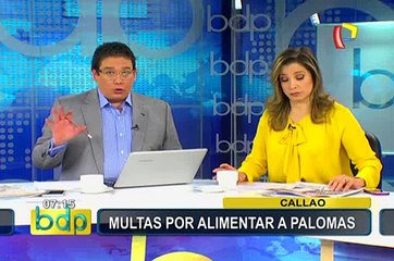 Vecinos perjudicados por aumento de palomas en el Callao: representan un riesgo para la salud