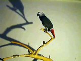 Pepperoni -african grey parrot- funny talking-session