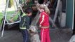 Great Danes - Dog German Arlechin - Sugar - our Arlequin Dog - Romania - Cluj Napoca