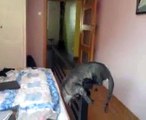 Egyptian mau cat playing with its tail, funny (Roksana na poręczy)