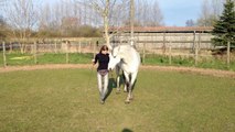 Tanzen - Eine spaßige und gymnastizierende Übung für Pferd und Mensch