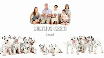 Elveszett Dalmata kölyök megmentése - Rescue of the lost Dalmatian puppy