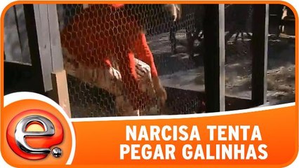 Narcisa tenta pegar galinhas
