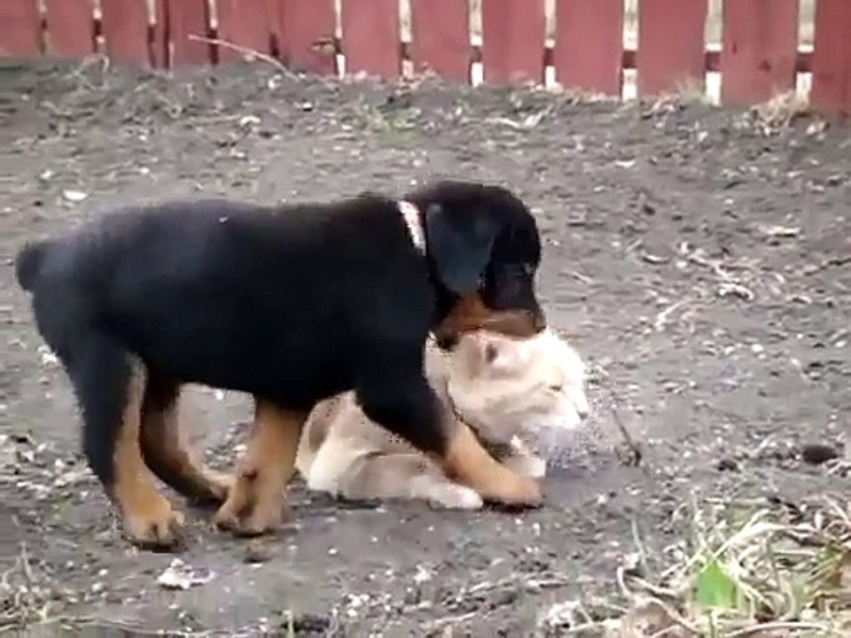 Rottweiler vs gato, "terrible pelea".