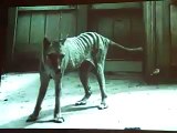 Tasmanian Tiger (Thylacine)