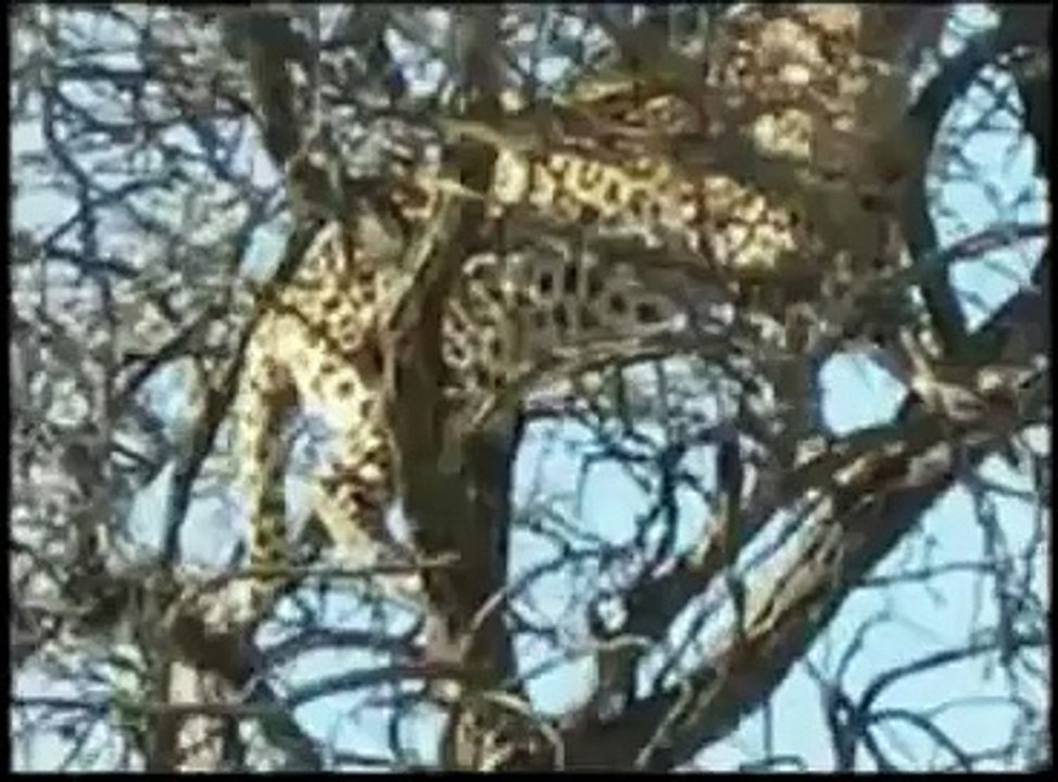Lion vs Leopard