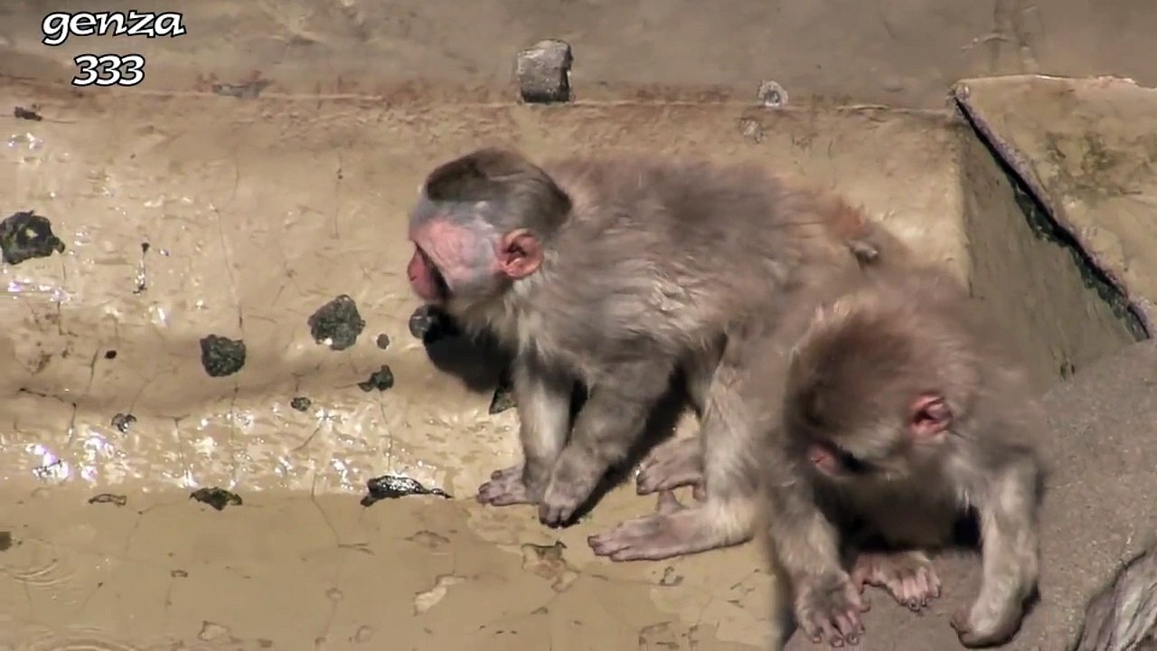Animal Happening:Baby monkeys fall is pulled