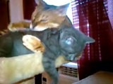 Neko the Bengal Cat Gives Cute Foster Kitten A Hug