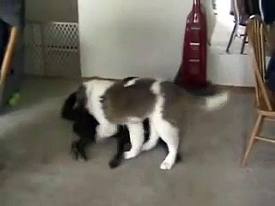 OUTTAKES - Big Dog Eats Little Dog