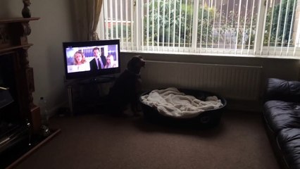 Doberman with wobblers syndrome