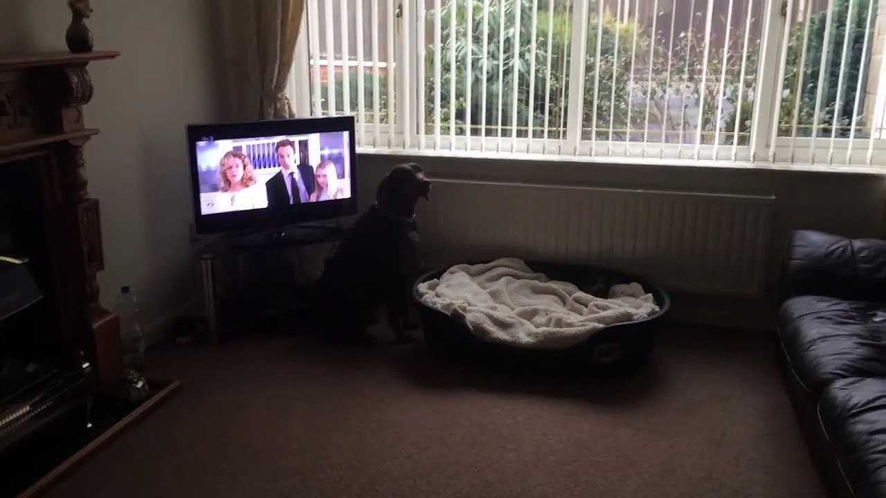 Doberman with wobblers syndrome
